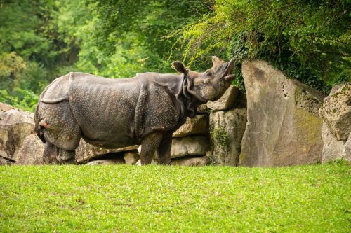 Chitwan
